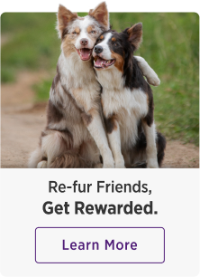 Playing puppies say, 'Refer friends to Embrace. Get Rewarded. Click here to learn more.'